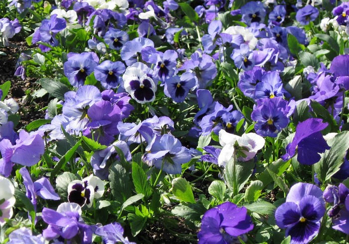 A bed of purple and white pansies in bloom