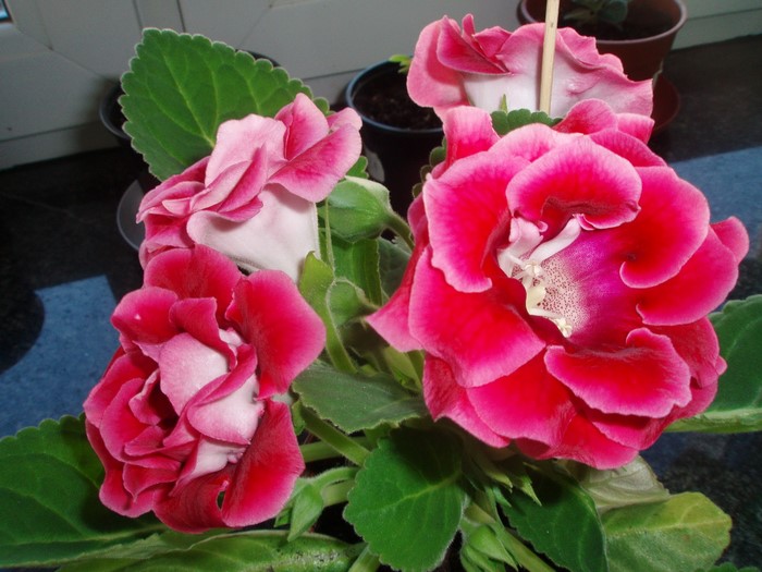 Close-up of pink and red Gloxinia flowers