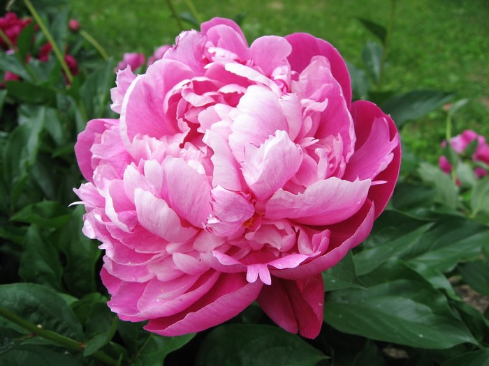 Close-up of a pink peony flower