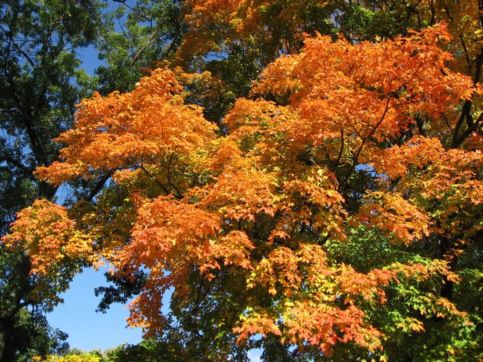 Autumn foliage with orange and green leaves