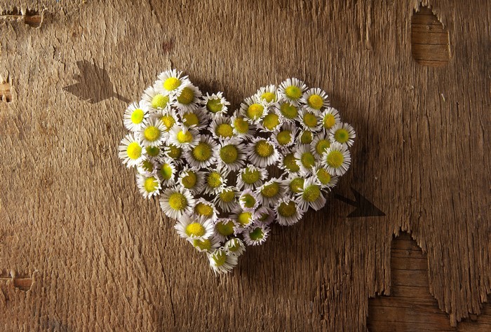 Heart made of daisies on a wooden background