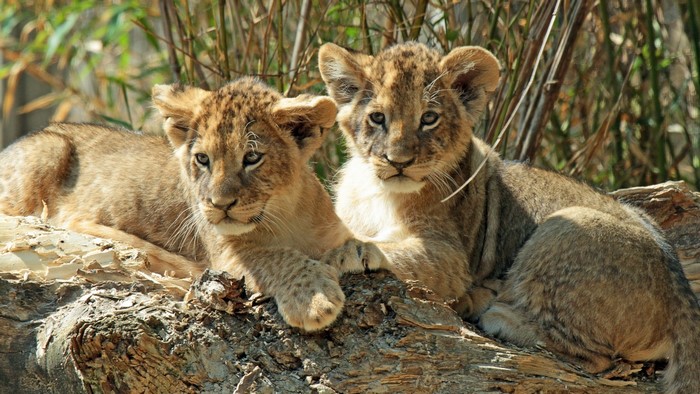 Two lion cubs resting on a log