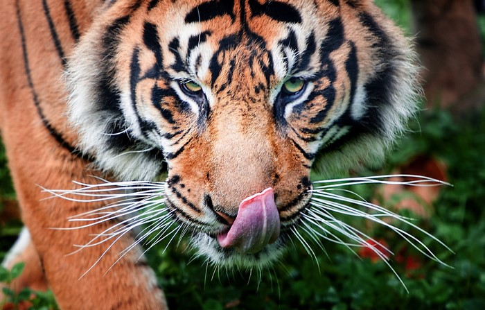 Tiger licking its snout with green eyes
