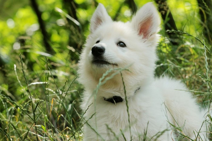 White Samoyed puppy sitting in tall green grass