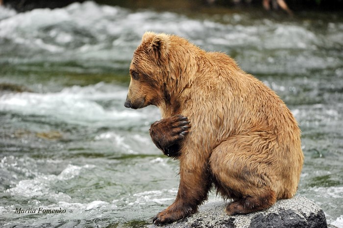 Brown Bear Sitting on a Rock in a River