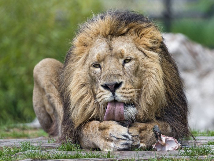 Lion licking its paw with a bone