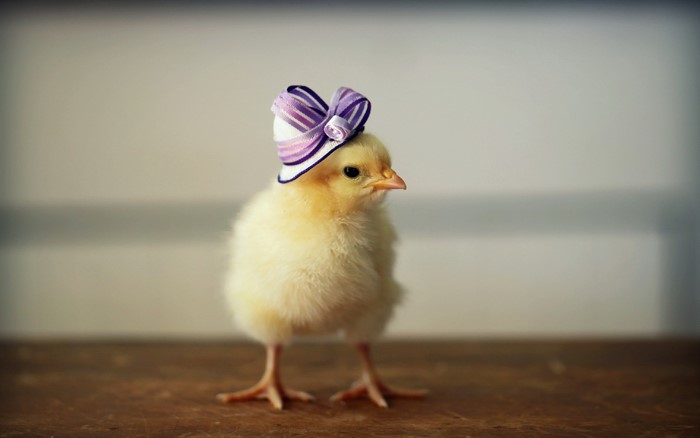 A chick wearing a purple and white striped hat