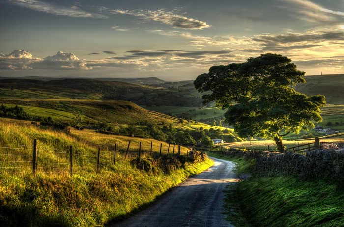 Road through rolling green hills with a large tree