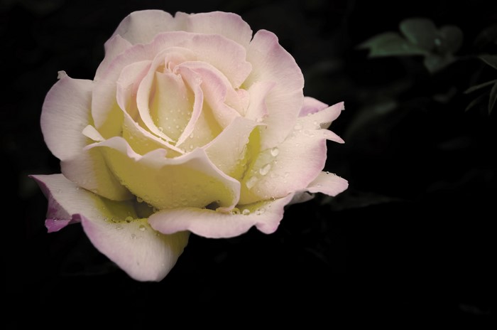 White rose with pink edges and water drops