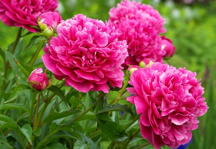 Close-up of bright pink peonies in bloom
