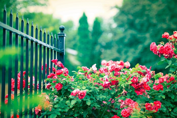 Red roses blooming by a black metal fence