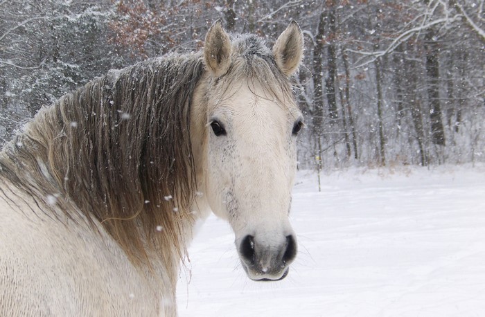 White horse in the snow during winter