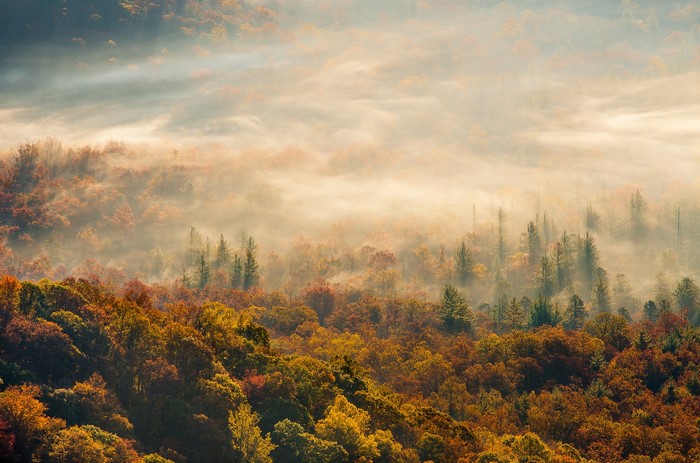 Autumn forest shrouded in fog
