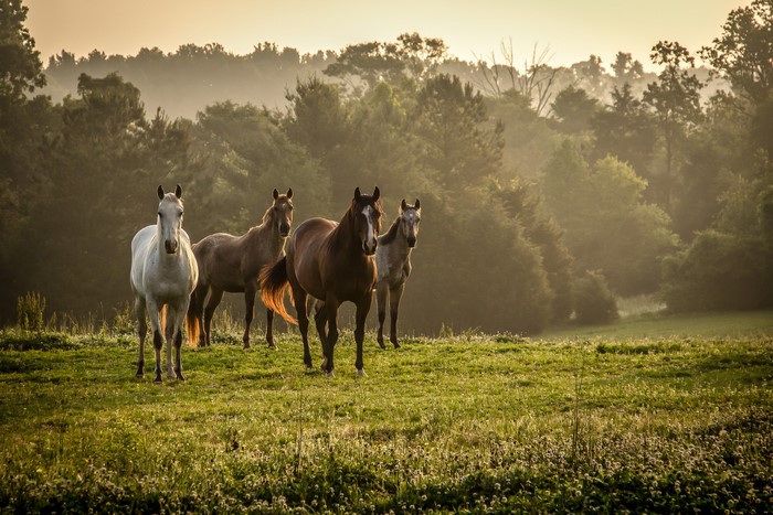 Four horses in a misty field at sunrise