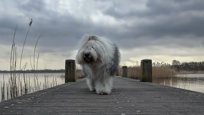 Old English Sheepdog on a wooden pier by a lake