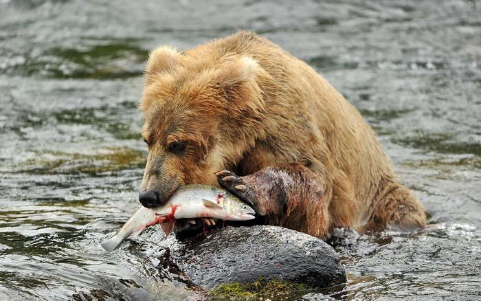 Brown bear eating a fish in a river