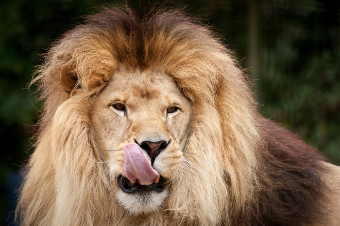 Lion licking its nose with its tongue