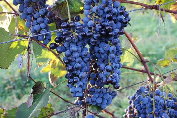 Bunches of ripe dark blue grapes on a vine