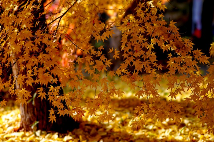 Golden Autumn Maple Branches and Leaves