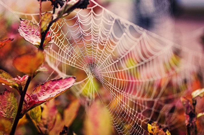 Spider web with dew drops on autumn leaves
