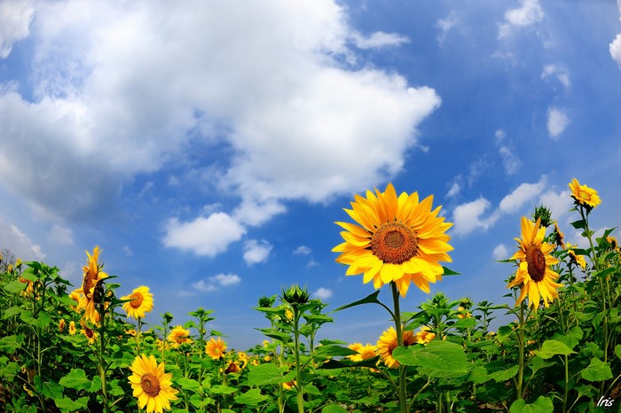 Field of Sunflowers under a Cloudy Blue Sky