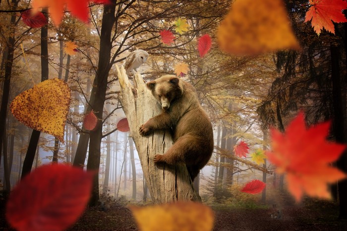 Bear and owl in an autumn forest