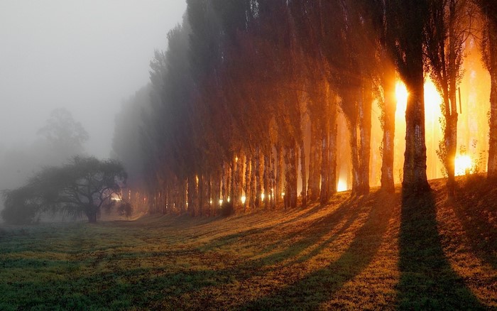 Sunlight through trees in fog with grass and a lone tree