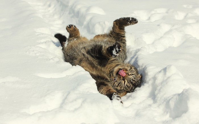 A tabby cat rolls in the snow