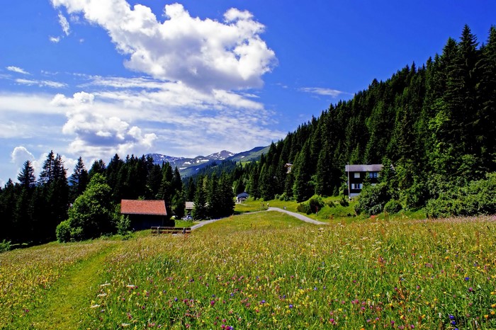 Meadow with houses and forest in Malix, Switzerland