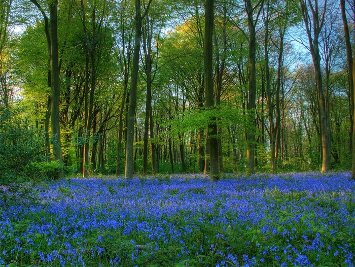 Bluebells in a sunlit forest in England