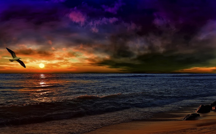 Seagull flying over ocean at sunset