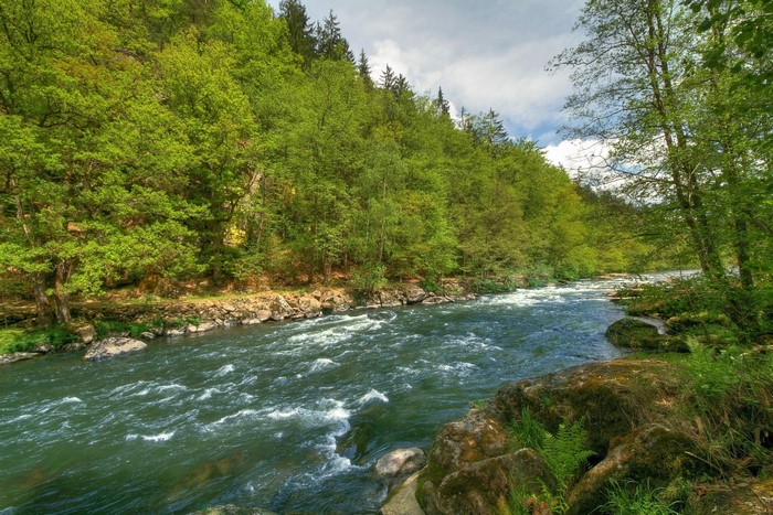 River flowing through a forest in Bavaria, Germany