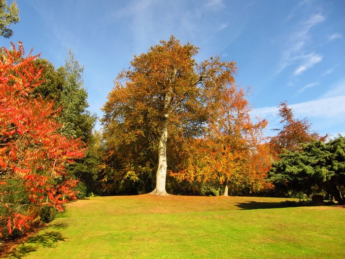 Autumn trees in a park with green grass