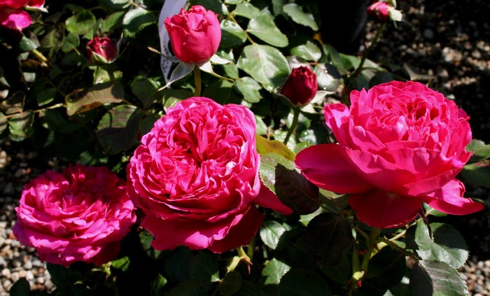 Close-up of vibrant pink roses in bloom