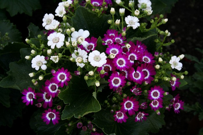 Cineraria flowers in bloom