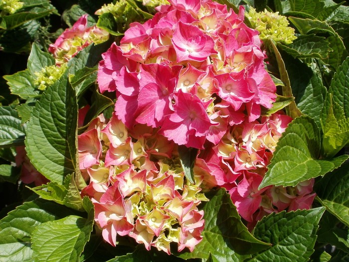 Pink and yellow hydrangea flowers with green leaves