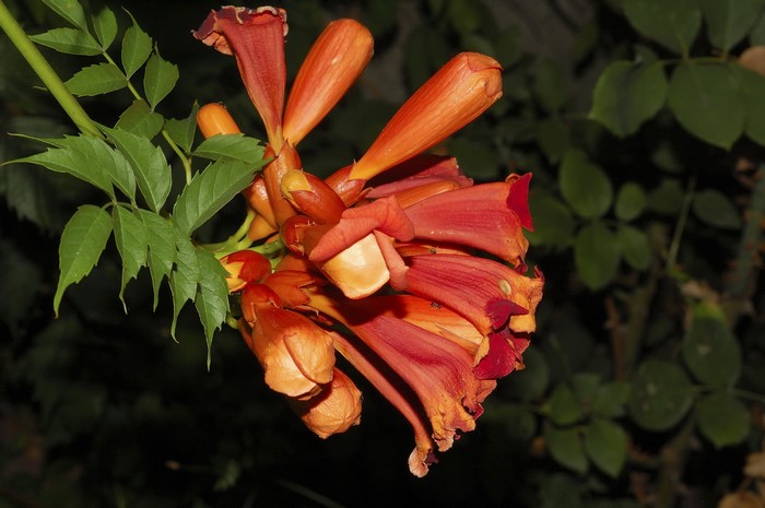 Trumpet Vine Flowers