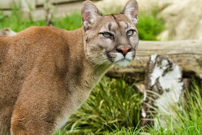 Close-up of a cougar in a grassy enclosure