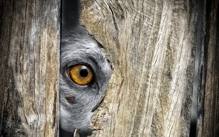 Close-up of a wolf's eye peeking through a wooden fence