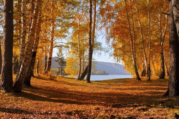 Autumn forest with birch trees by a lake