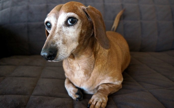 Elderly Dachshund dog lying on a brown couch