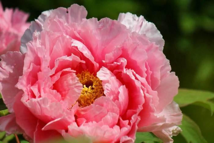 Close-up of a pink peony flower
