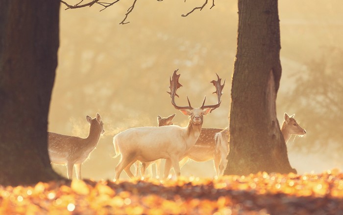 Deer with large antlers in a misty forest