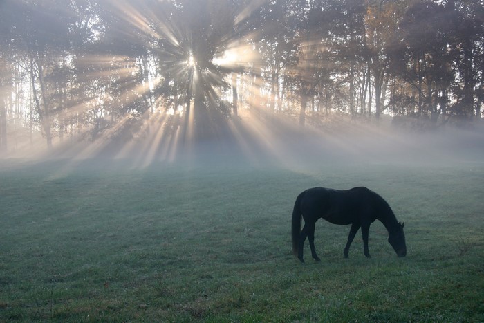 Black horse grazing in foggy field with sun rays