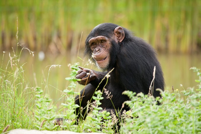 Chimpanzee sitting in tall grass near water