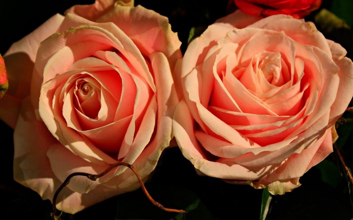 Two pink roses with dark background