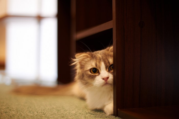 Cat peeking from behind a wooden shelf