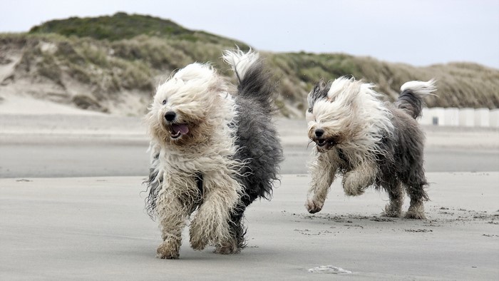 Two Old English Sheepdogs running on a sandy beach
