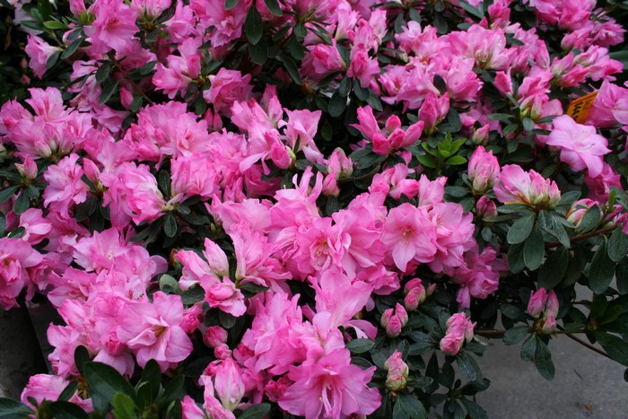 Pink Rhododendron Flowers