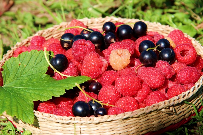 Basket of Raspberries and Blackcurrants